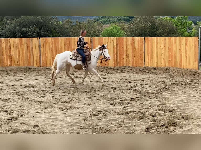 Paint Horse Klacz 7 lat 155 cm Tovero wszelkich maści in Zerf