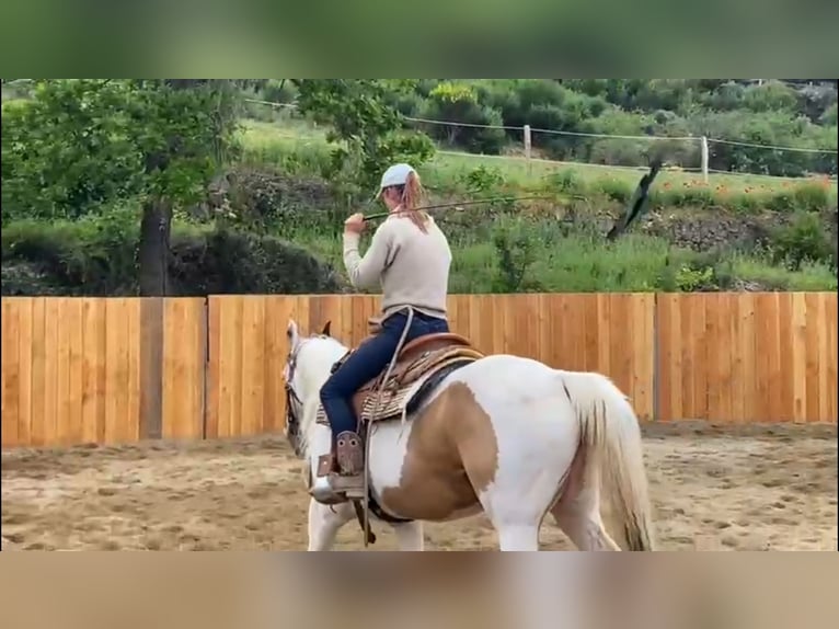 Paint Horse Klacz 7 lat 155 cm Tovero wszelkich maści in Zerf