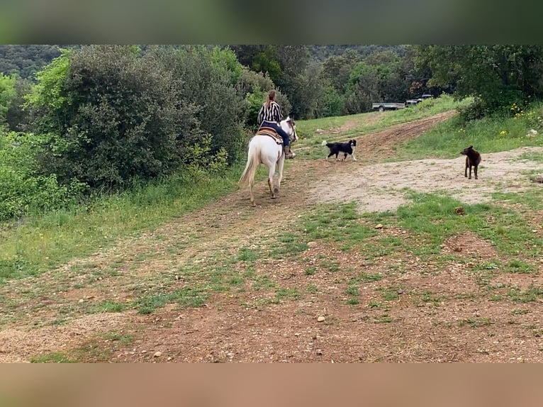 Paint Horse Klacz 7 lat 155 cm Tovero wszelkich maści in Zerf