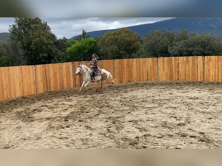 Paint Horse Klacz 7 lat 155 cm Tovero wszelkich maści in Zerf