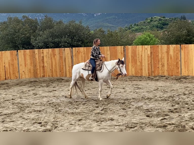 Paint Horse Klacz 7 lat 155 cm Tovero wszelkich maści in Zerf