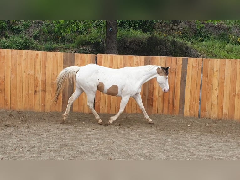 Paint Horse Klacz 7 lat 155 cm Tovero wszelkich maści in Zerf