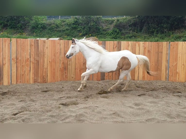 Paint Horse Klacz 7 lat 155 cm Tovero wszelkich maści in Zerf
