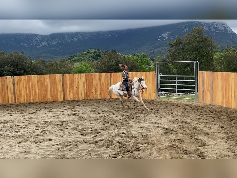 Paint Horse Klacz 7 lat 155 cm Tovero wszelkich maści in Zerf