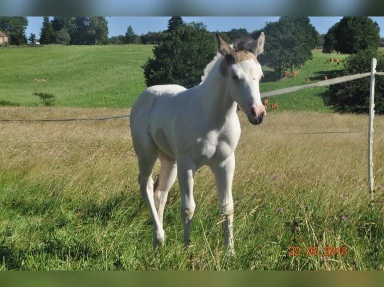 Paint Horse Klacz 7 lat 155 cm Tovero wszelkich maści in Zerf