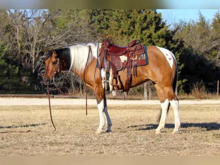 Paint Horse Klacz 7 lat Bułana in Burleson, TX