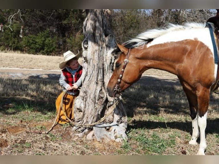 Paint Horse Klacz 7 lat Bułana in Burleson, TX