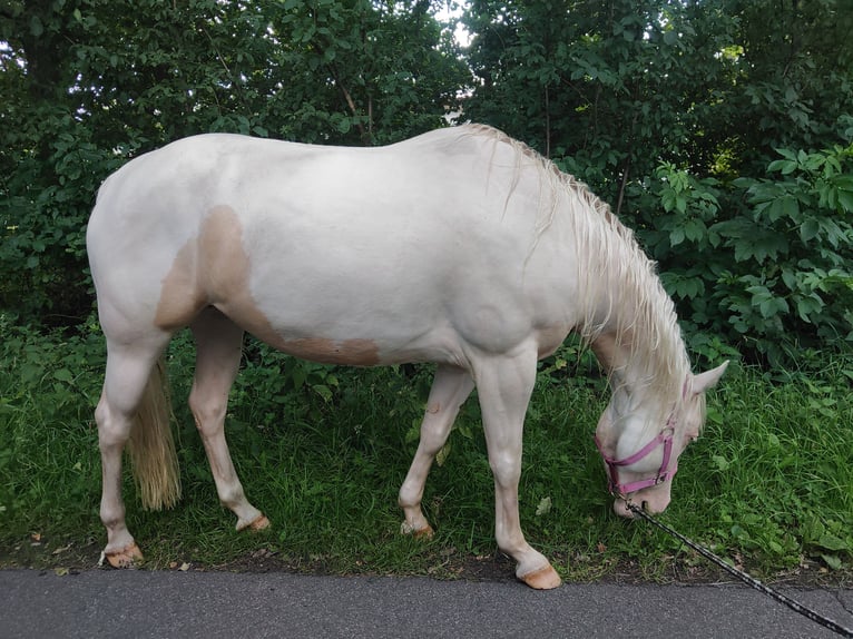 Paint Horse Klacz 8 lat 144 cm Srokata in Elmlohe