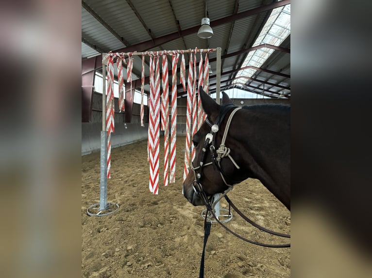 Paint Horse Mix Klacz 8 lat 151 cm Gniada in Hahausen