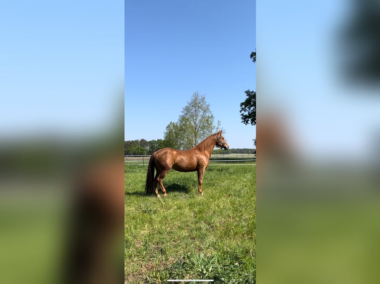 Paint Horse Klacz 8 lat 151 cm Kasztanowata in Suhlendorf