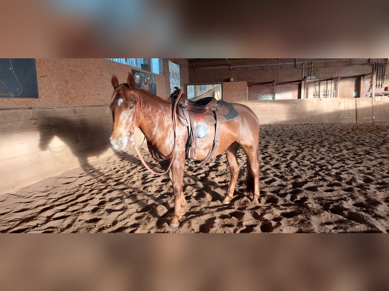 Paint Horse Klacz 8 lat 151 cm Kasztanowata in Suhlendorf