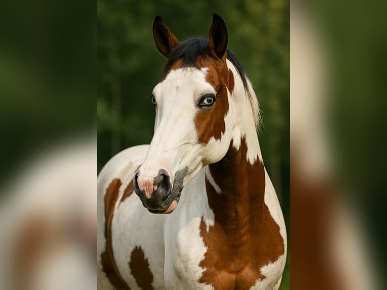 Paint Horse Klacz 8 lat 155 cm Gniada in Bremen