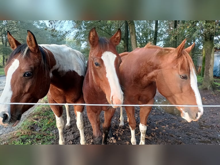 Paint Horse Klacz 8 lat 158 cm Tobiano wszelkich maści in Koningsbosch