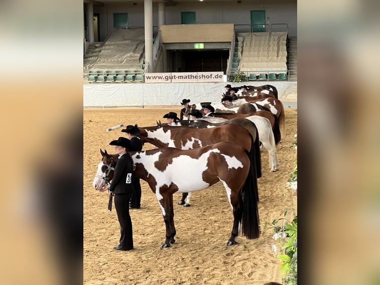 Paint Horse Klacz 8 lat 160 cm Overo wszelkich maści in Litzendorf