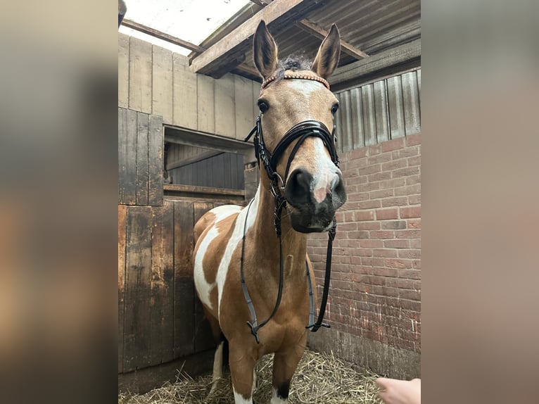 Paint Horse Klacz 8 lat 165 cm Tobiano wszelkich maści in Solingen Wald