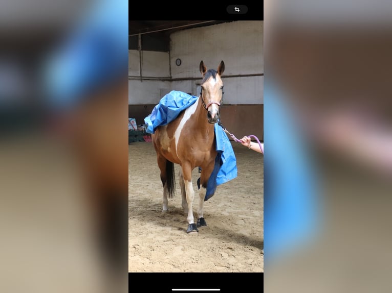 Paint Horse Klacz 8 lat 165 cm Tobiano wszelkich maści in Solingen Wald
