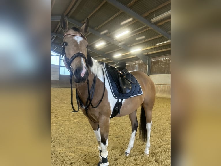 Paint Horse Klacz 8 lat 165 cm Tobiano wszelkich maści in Solingen Wald