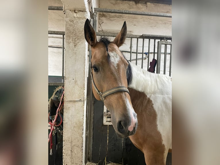 Paint Horse Klacz 8 lat 165 cm Tobiano wszelkich maści in Solingen Wald