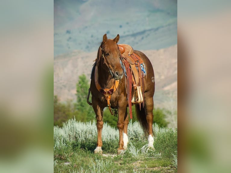 Paint Horse Klacz 9 lat 145 cm Cisawa in Cody, WY