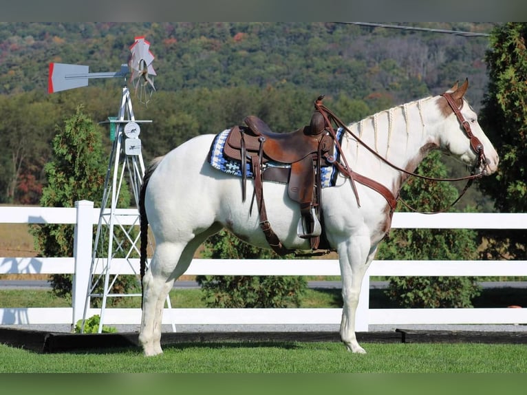 Paint Horse Klacz 9 lat 152 cm Overo wszelkich maści in Rebersburg