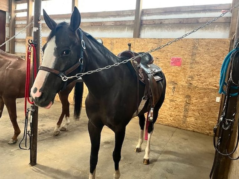 Paint Horse Klacz 9 lat 163 cm Overo wszelkich maści in Glendale, Arizona
