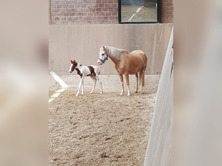 Paint Horse Mix Klacz Źrebak (06/2025) 148 cm Tobiano wszelkich maści in Aachen