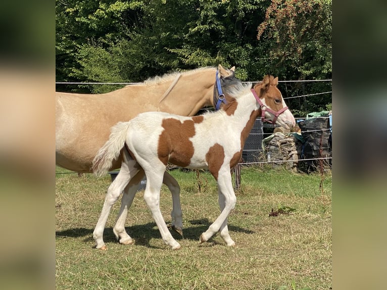 Paint Horse Mix Klacz Źrebak (06/2025) 148 cm Tobiano wszelkich maści in Aachen