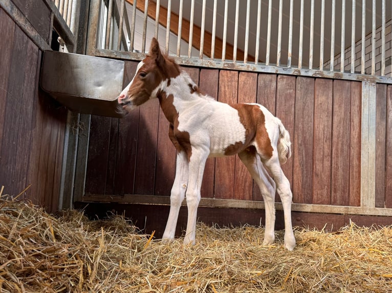 Paint Horse Mix Klacz Źrebak (06/2025) 148 cm Tobiano wszelkich maści in Aachen