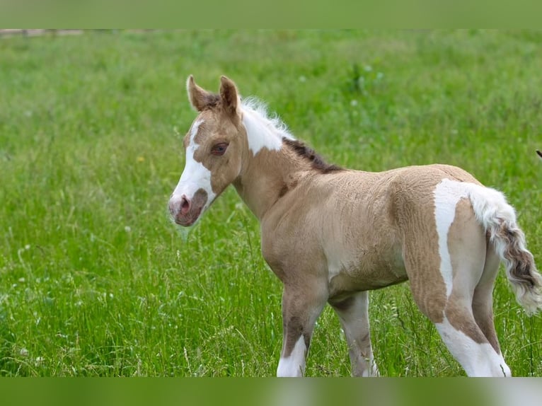 Paint Horse Klacz Źrebak (06/2025) 150 cm in Pastetten