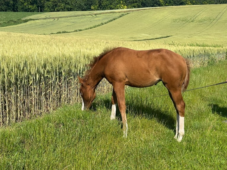 Paint Horse Klacz Źrebak (03/2024) 150 cm Overo wszelkich maści in Steinebrunn