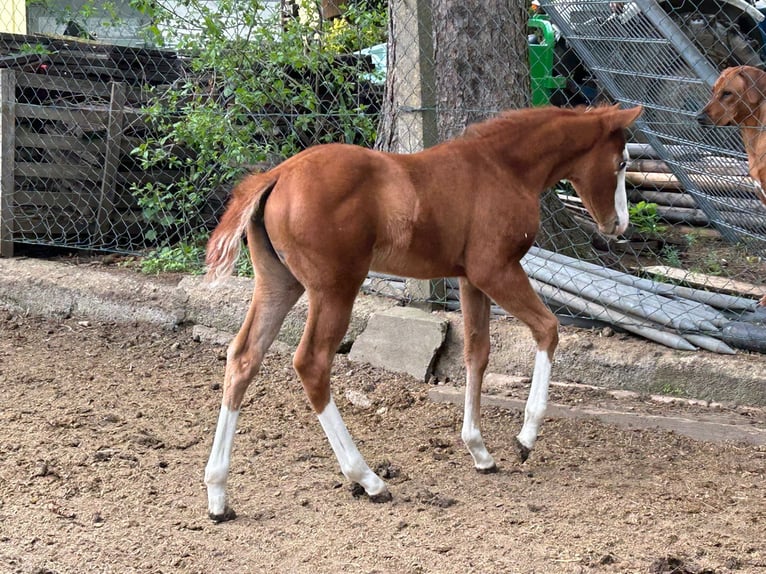 Paint Horse Klacz Źrebak (03/2024) 150 cm Overo wszelkich maści in Steinebrunn