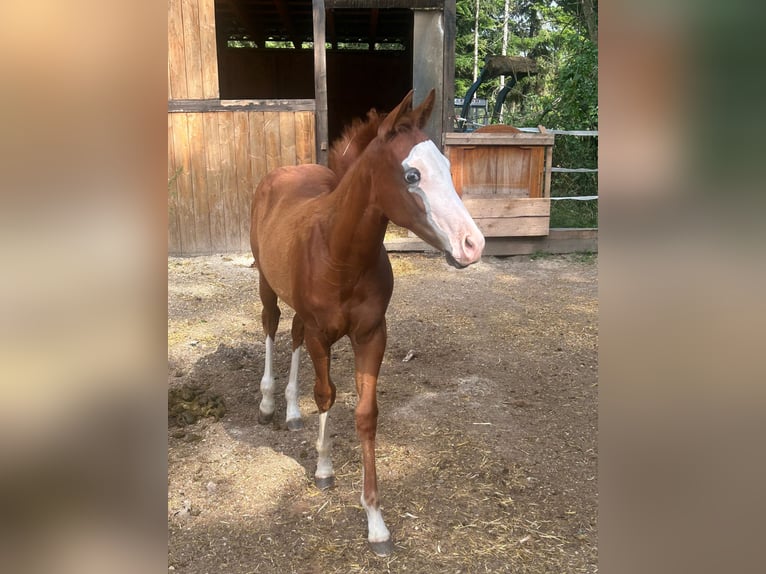 Paint Horse Klacz Źrebak (03/2024) 150 cm Overo wszelkich maści in Steinebrunn