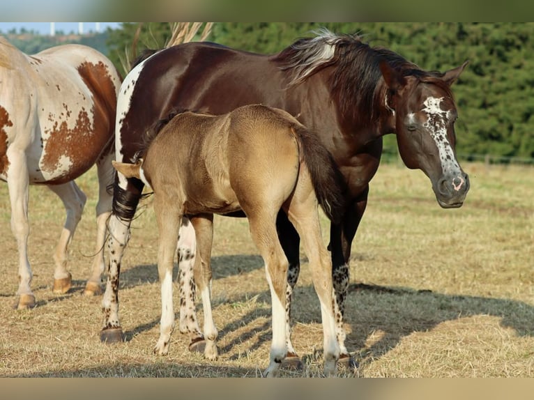 Paint Horse Klacz Źrebak (05/2025) 150 cm Szampańska in Hellenthal