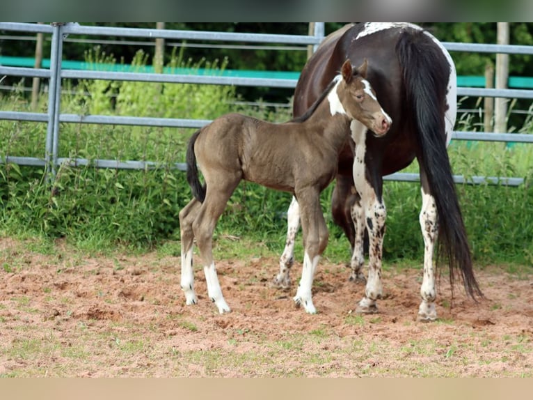Paint Horse Klacz Źrebak (05/2025) 150 cm Szampańska in Hellenthal