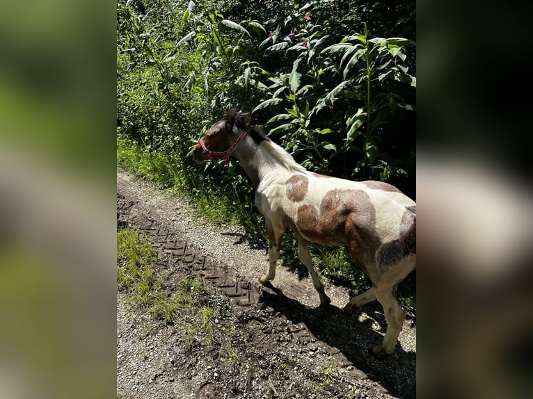 Paint Horse Klacz Źrebak (05/2024) 150 cm Tobiano wszelkich maści in Freising