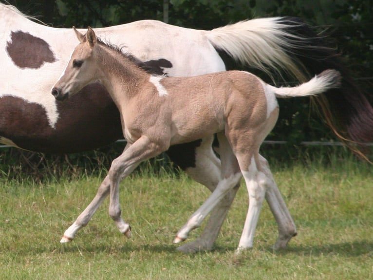 Paint Horse Klacz  152 cm Grullo in D&#xFC;sseldorf