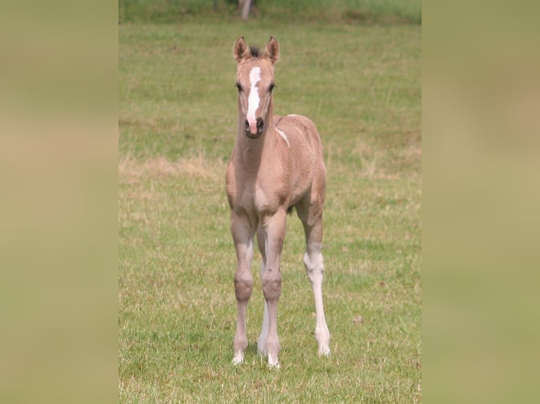 Paint Horse Klacz  152 cm Grullo in D&#xFC;sseldorf