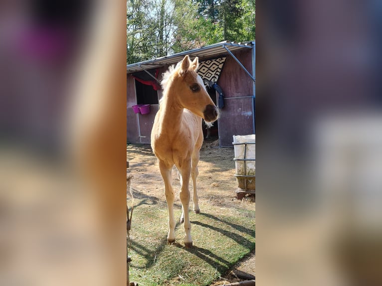 Paint Horse Klacz  152 cm Izabelowata in Kraichtal