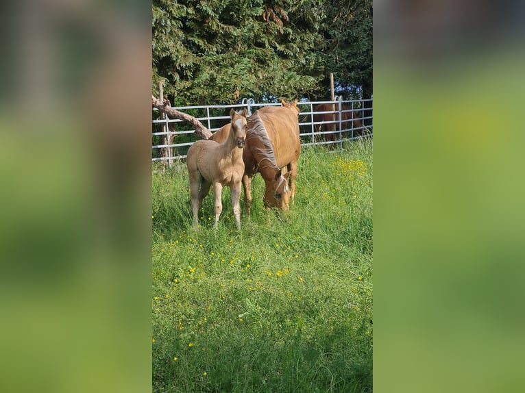 Paint Horse Klacz  152 cm Izabelowata in Kraichtal