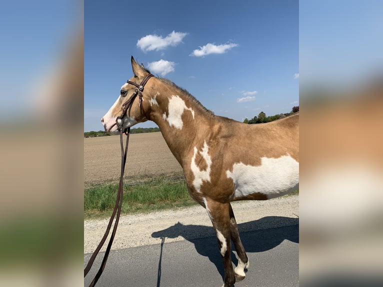 Paint Horse Klacz Źrebak (05/2024) 153 cm Overo wszelkich maści in Wallenhorst