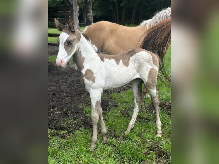 Paint Horse Klacz Źrebak (05/2024) 153 cm Overo wszelkich maści in Wallenhorst