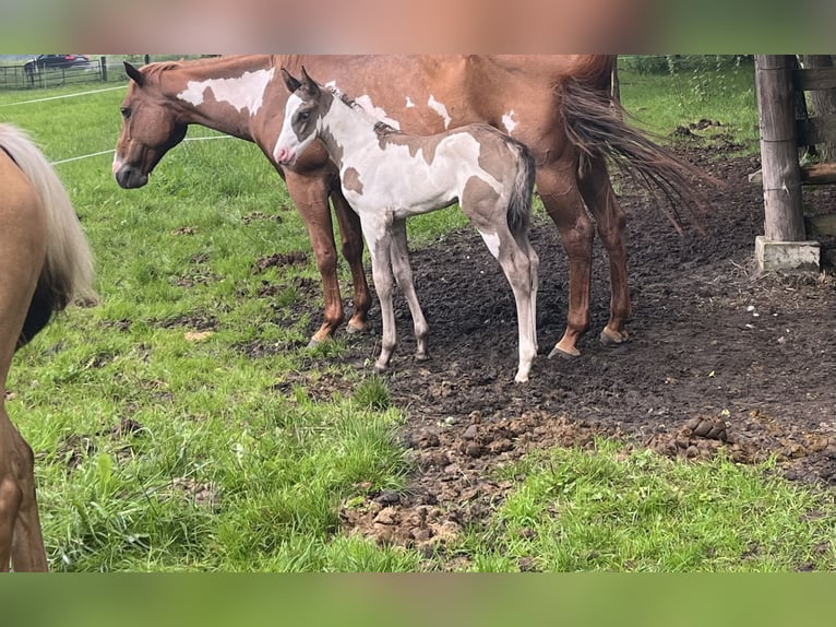 Paint Horse Klacz Źrebak (05/2024) 153 cm Overo wszelkich maści in Wallenhorst