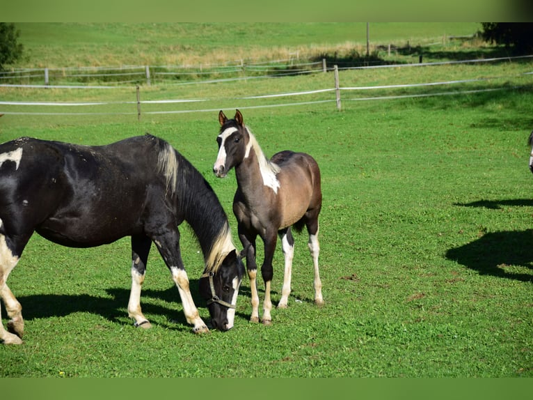 Paint Horse Klacz Źrebak (05/2024) 154 cm Grullo in Buchbach