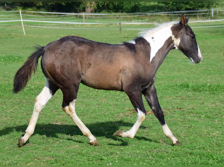 Paint Horse Klacz Źrebak (05/2024) 154 cm Grullo in Buchbach