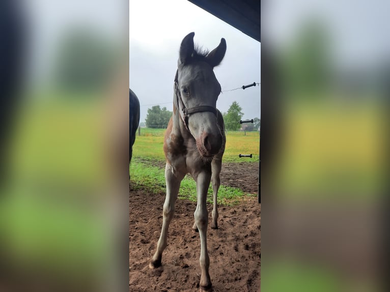 Paint Horse Klacz Źrebak (06/2024) 155 cm Overo wszelkich maści in Kalken