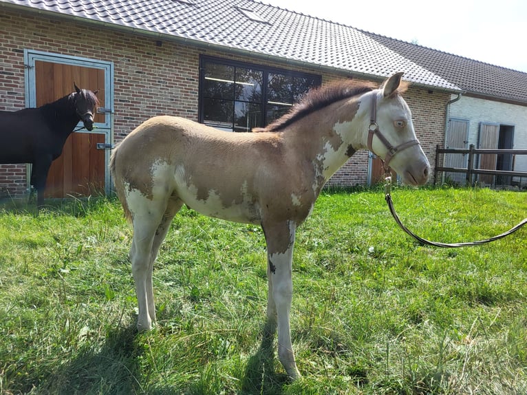 Paint Horse Klacz Źrebak (06/2024) 155 cm Overo wszelkich maści in Kalken