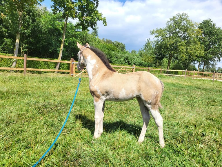 Paint Horse Klacz Źrebak (06/2024) 155 cm Overo wszelkich maści in Kalken