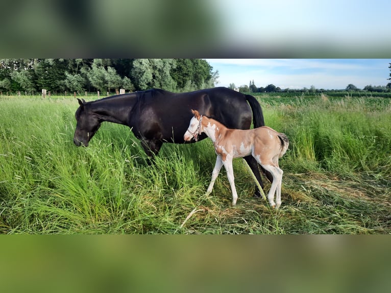 Paint Horse Klacz Źrebak (06/2024) 155 cm Overo wszelkich maści in Kalken