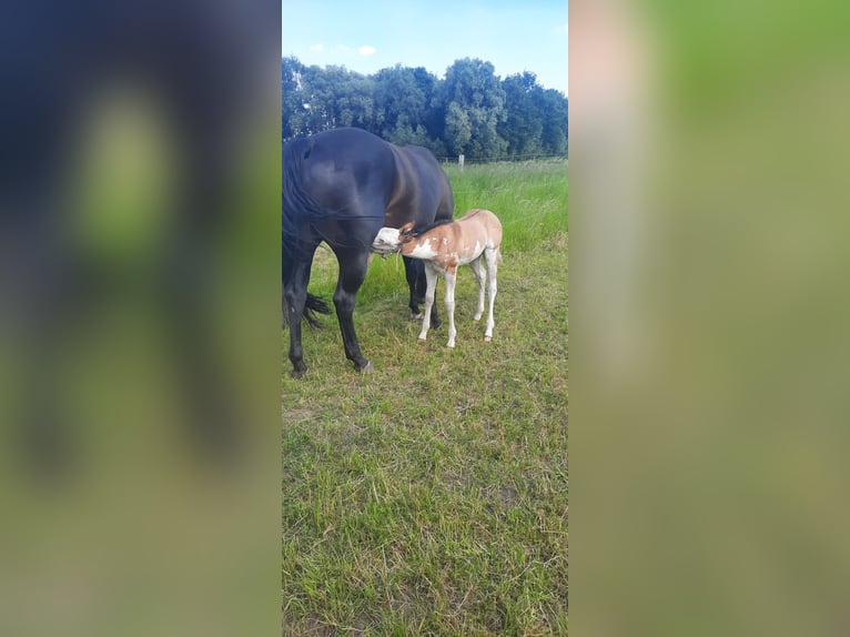 Paint Horse Klacz Źrebak (06/2024) 155 cm Overo wszelkich maści in Kalken