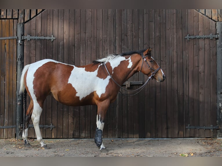 Paint Horse Mix Klacz  156 cm Tobiano wszelkich maści in Dargen